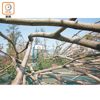 九龍城<br>宋王臺遊樂場內有多棵大樹倒塌。