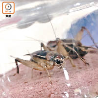 比賽用的蟋蟀最貴一隻可賣至上萬元人民幣。