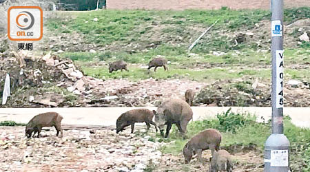 大批野豬在黃魚灘村出沒。（讀者提供）