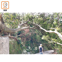 薄扶林<br>巨樹壓頂<br>港島徑近置富花園路段，塌樹橫跨行山徑，遊人一步一驚心。