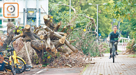 大埔<br>大埔有塌樹橫跨一段雙線單車徑，市民被迫繞路而過。