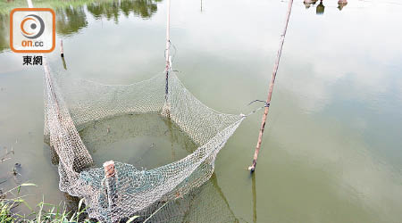 被偷的寶石魚飼養於魚塘的圍網內。（趙瑞麟攝）