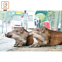 香港仔<br>漁光道有兩隻野豬趴在路邊，毫不怕人。