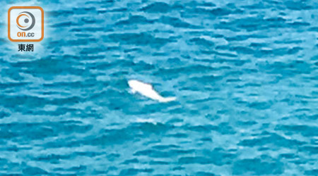 市民拍到杏花邨對出海域有疑似中華白海豚出沒，大感驚奇。（讀者提供）