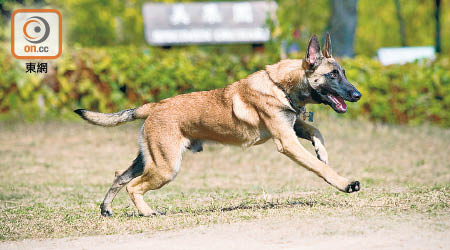 瑪蓮萊犬攻擊力強，過往曾發生咬傷人事件。