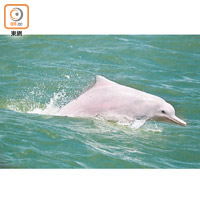 香港海豚保育學會指香港水域的中華白海豚五年間跌至只有四十七條。