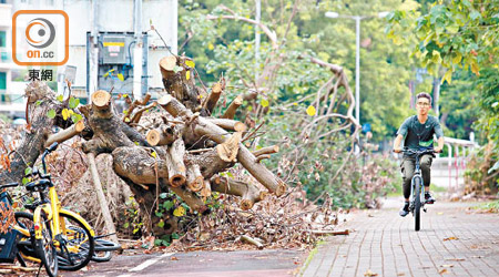 早前颱風山竹吹襲，香港有不少大樹被吹倒。