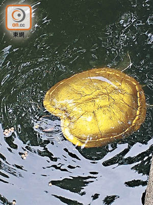 有義工在九龍公園的水池發現「金漆龜」，立即將牠救起。（受訪者提供）