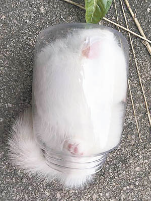 日前有網民發現一隻小貓被「入樽」，困在玻璃瓶內動彈不得。（互聯網圖片）