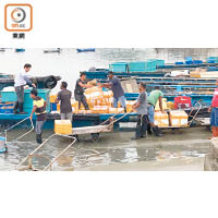 碼頭落貨<br>清晨時分，大批南亞人在流浮山魚市場外的碼頭工作。（吳啟偉攝）