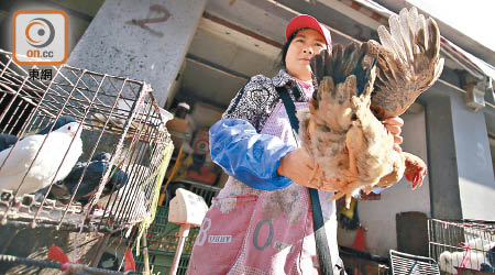 上海市場內雞販赤手叫賣活雞在一三年並不罕見。