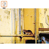 觀塘<br>有老鼠沿大廈的外牆爬到窗邊，隨時入屋。