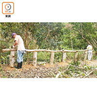 被颱風吹塌的樹木化身為保育區內欄杆。
