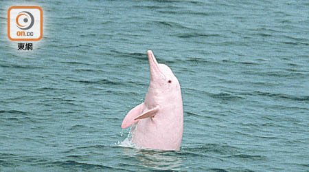 港珠澳大橋工程進行後，珠江口伶仃洋中華白海豚數目減少兩成。