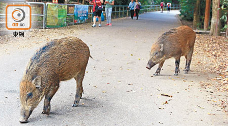 南區不時有野豬走近民居覓食，滋擾居民。