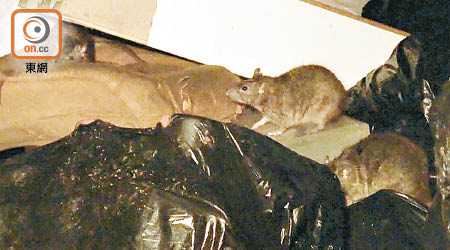 鼠蹤處處，但鼠患指數一直偏低，被質疑「報細數」。