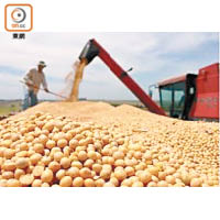 自爆發中美貿易戰後，美國出口到中國的大豆數量大減。