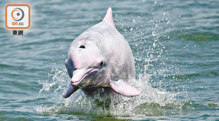 大橋管理局稱伶仃洋中華白海豚的分布數量基本穩定。
