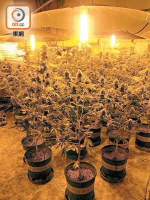 檢獲的大批大麻植物，種植場內有太陽燈等設備。（警方圖片）