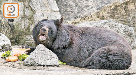 亞洲黑熊BoBo昨離世。