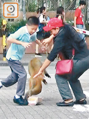 大埔<br>猴子不怕人，當眾強搶學童手上食物。