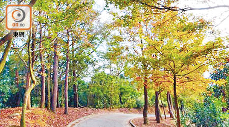 大棠山道大欖郊野公園的樹葉開始轉紅。