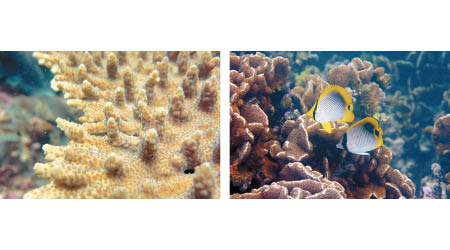 今年「珊瑚礁普查」發現，本港水域的珊瑚覆蓋範圍比去年縮小。（政府新聞處圖片）