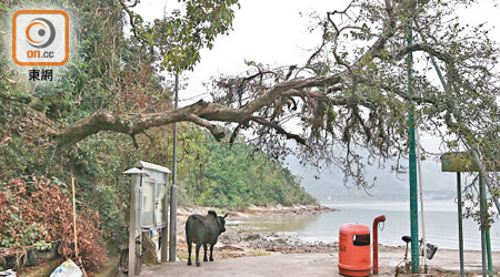 沙頭角<br>鳳坑村村口的塌樹呈九十度壓向燈柱，居民憂慮會傷及行山人士。