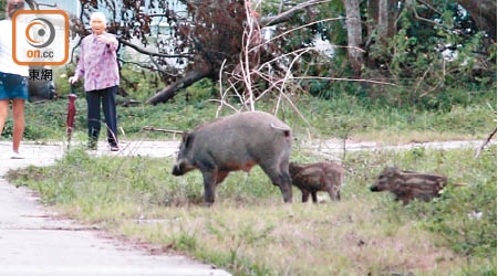近年野豬於市區亂走情況時有發生。