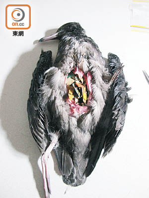 Jo指最難忘是解剖海鳥後，發現胃中塞滿塑膠。