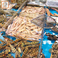 蝦蟹等魚獲受近日天氣影響減少，價格因此上調。