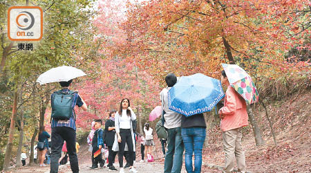 昨日天雨濛濛，但仍有不少遊人冒雨前往賞楓。（吳艶玲攝）