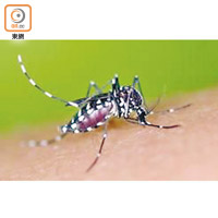 登革熱病毒主要由白紋伊蚊傳播。