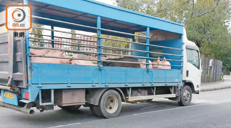 現時由內地運活豬到港的貨車貨斗並非密封式，豬隻排泄物容易流出路面。