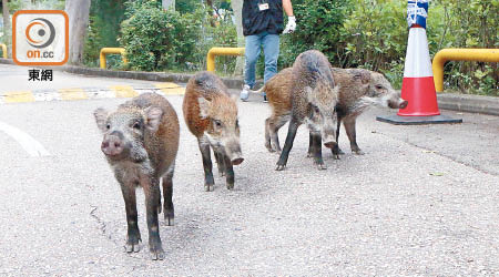 本港常有野豬三五成群出沒，造成滋擾。