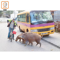 南區有市民餵飼野豬。