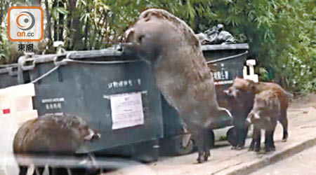 巨型野豬搜刮垃圾桶覓食。