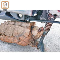 去年有市民於屯門一部電單車底發現鱷龜，報警求助。