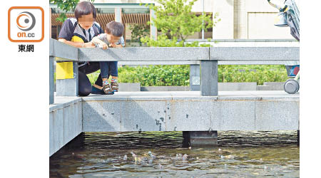 將軍澳文曲里公園有逾八十隻水池龜，據悉均為市民棄養。