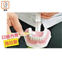 臼齒內側拖拉刷<br>刷臼齒內側可用牙刷的前端，前後拖拉刷。