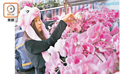 市民出動購買年花。（胡家豪攝）