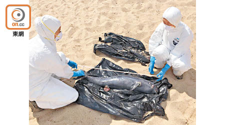 人員檢視江豚屍體。（香港海洋公園保育基金提供）