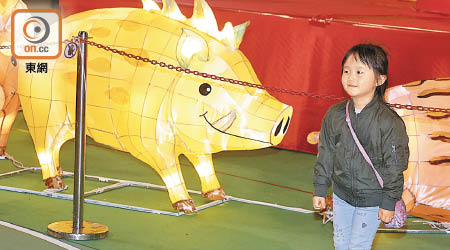 豬年跟豬綵燈拍個照，定是應景。（何天成攝）