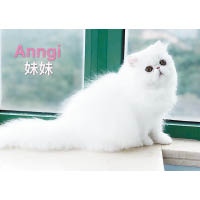 雌性的小貓Anngi，僅五個月大。（互聯網圖片）