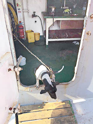 該頭狗狗從泰國登上貨船抵港，旋即被人道方式處理。（互聯網圖片）