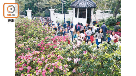 繡球花、鬱金香、小黃菊等令市民目不暇給。（李志湧攝）