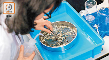 有研究指香港水域超過四成微塑膠為發泡膠。