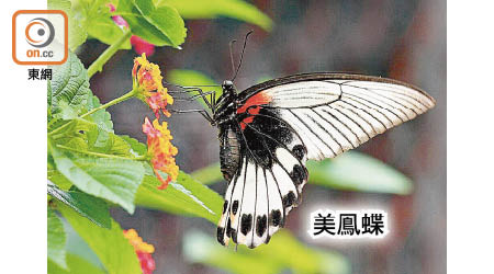 綠色力量調查發現本港分布廣泛的五種鳳蝶數量全年有三個高峰期，包括「春分」。（綠色力量提供）