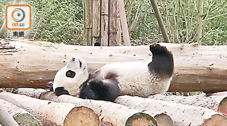 都江堰基地共有38隻熊貓，最小的只有6個月大、年紀最大達29歲。