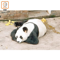 「戴麗」是全球唯一只有三隻腳的大熊貓。（陳錦燕攝）